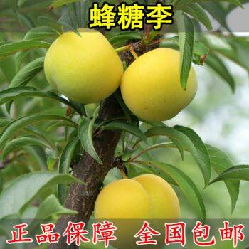 江蘇管理方法紅寶石李子苗