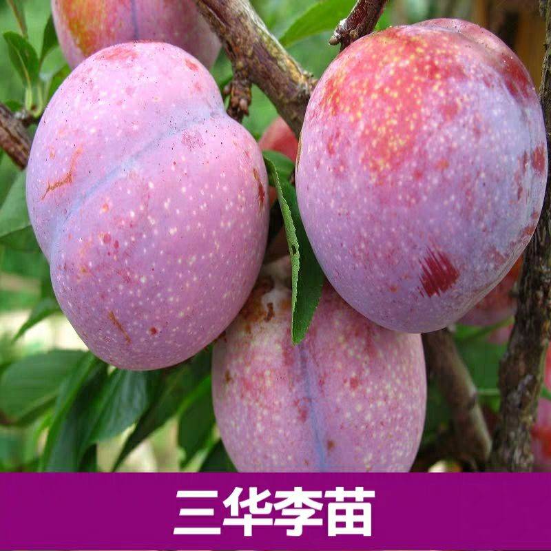 重慶批發(fā)價格安哥拉李子苗 