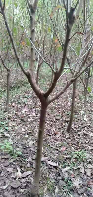 江蘇管理方法紅寶石李子苗