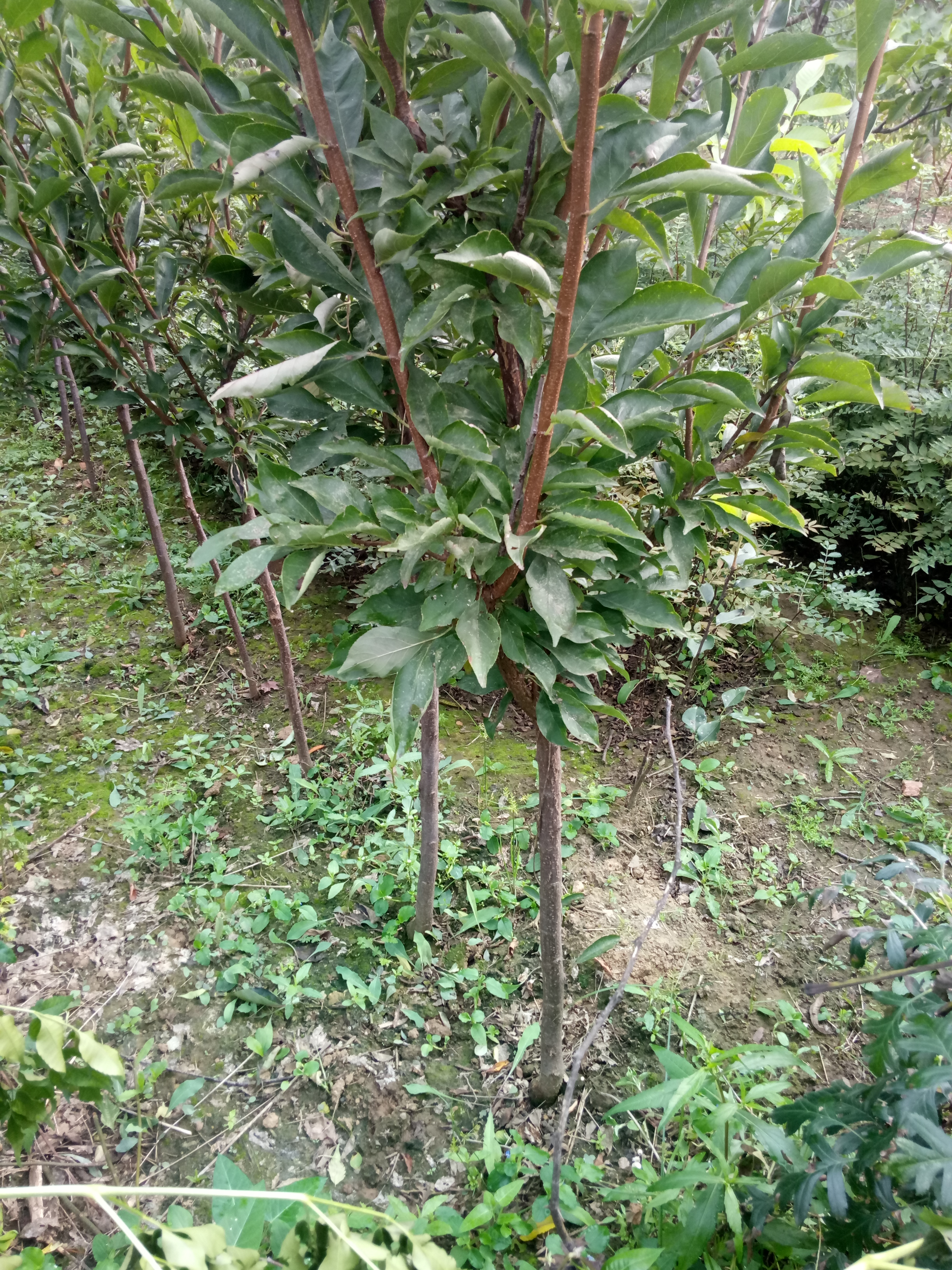 河北放心苗李子苗品種基地