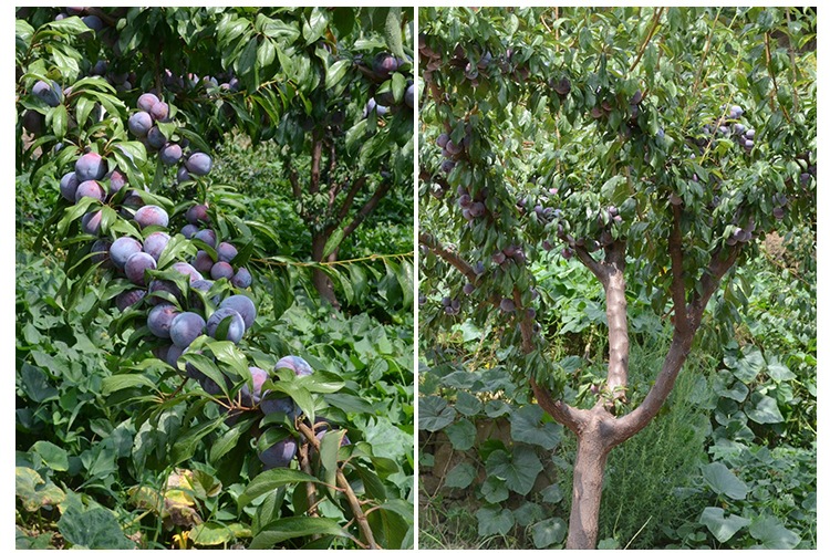 甘肃种植技术李子苗批发价格