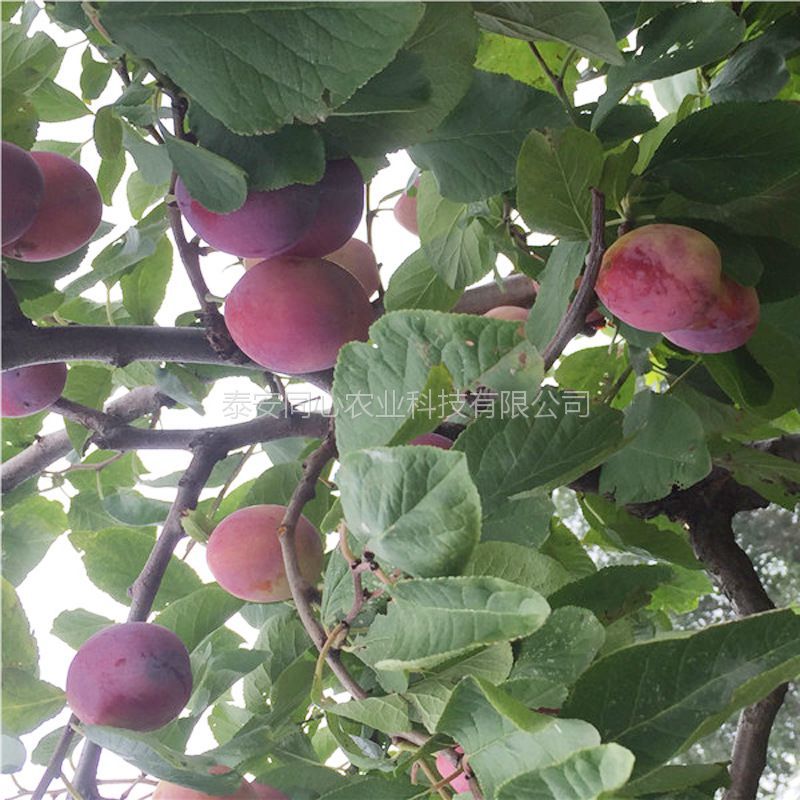 河南行情價(jià)格李子苗批發(fā)價(jià)格