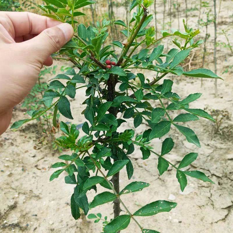 批發(fā)大紅袍花椒苗基地行情價(jià)格