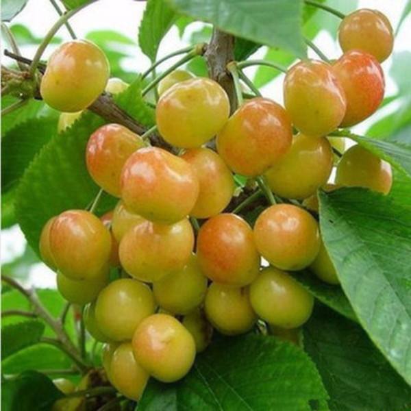 上車價(jià)格櫻桃實(shí)生苗種植技術(shù)