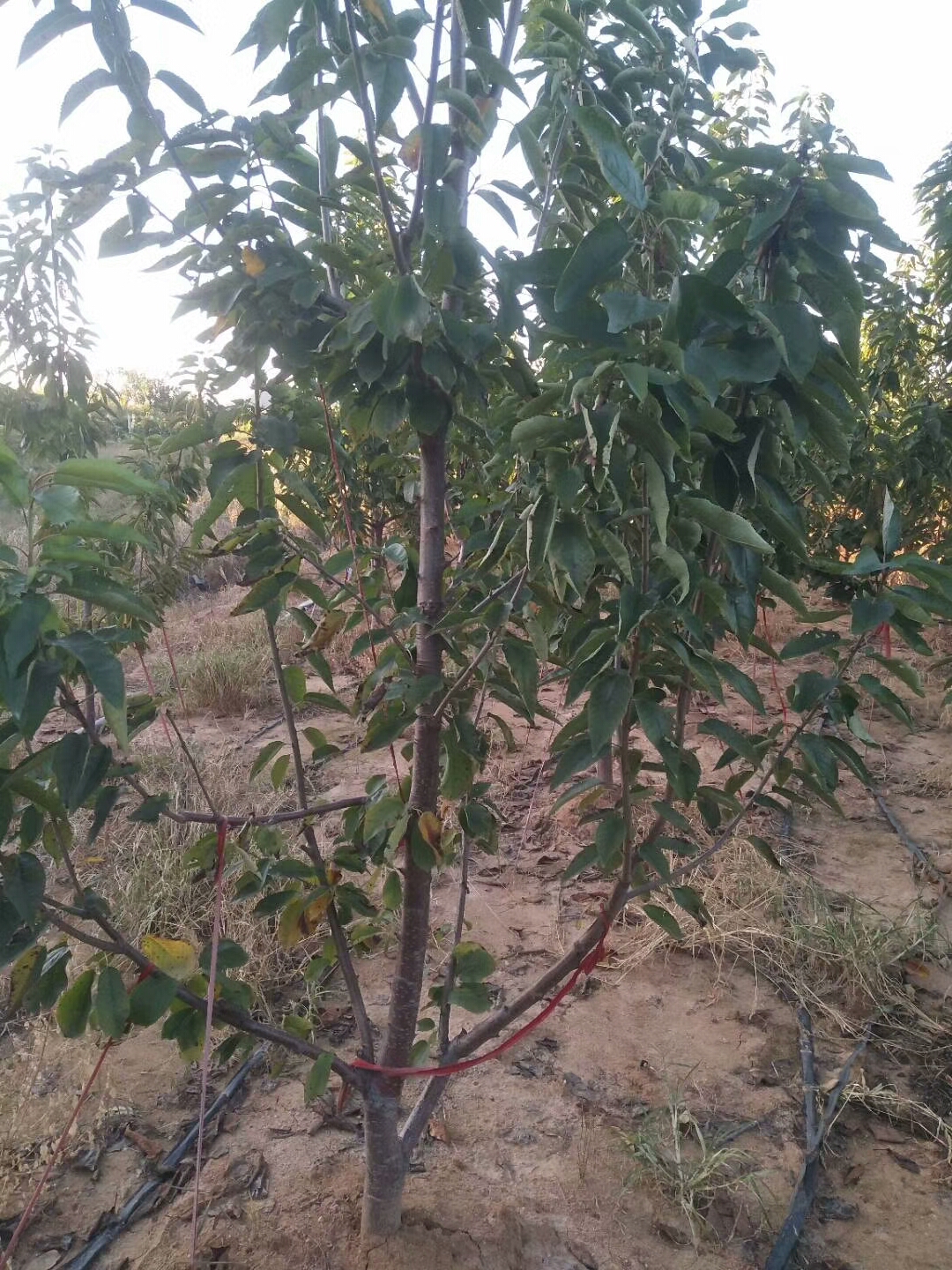 上車價(jià)格櫻桃實(shí)生苗種植技術(shù)