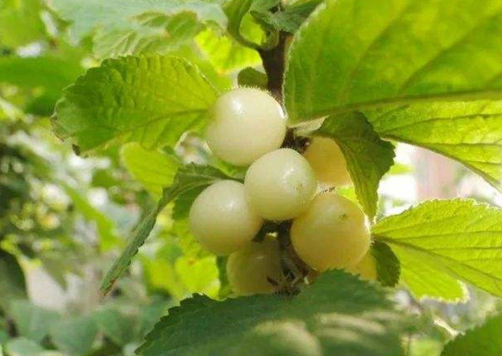 上車價(jià)格櫻桃實(shí)生苗種植技術(shù)