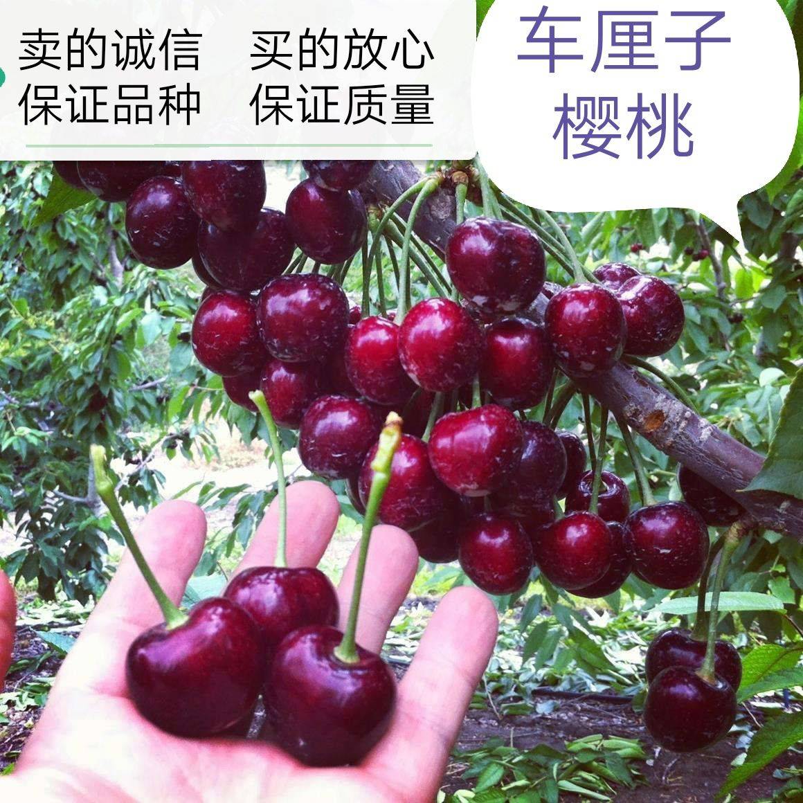 供應(yīng)當(dāng)年櫻桃實生苗適合種植