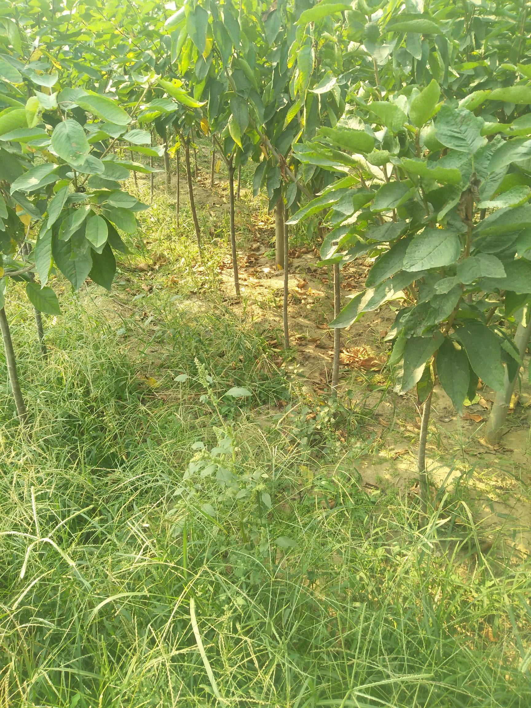 上車價(jià)格櫻桃實(shí)生苗種植技術(shù)