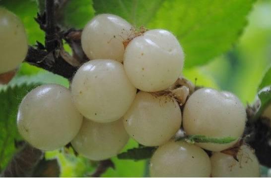 今日供應(yīng)當年櫻桃實生苗適合種植