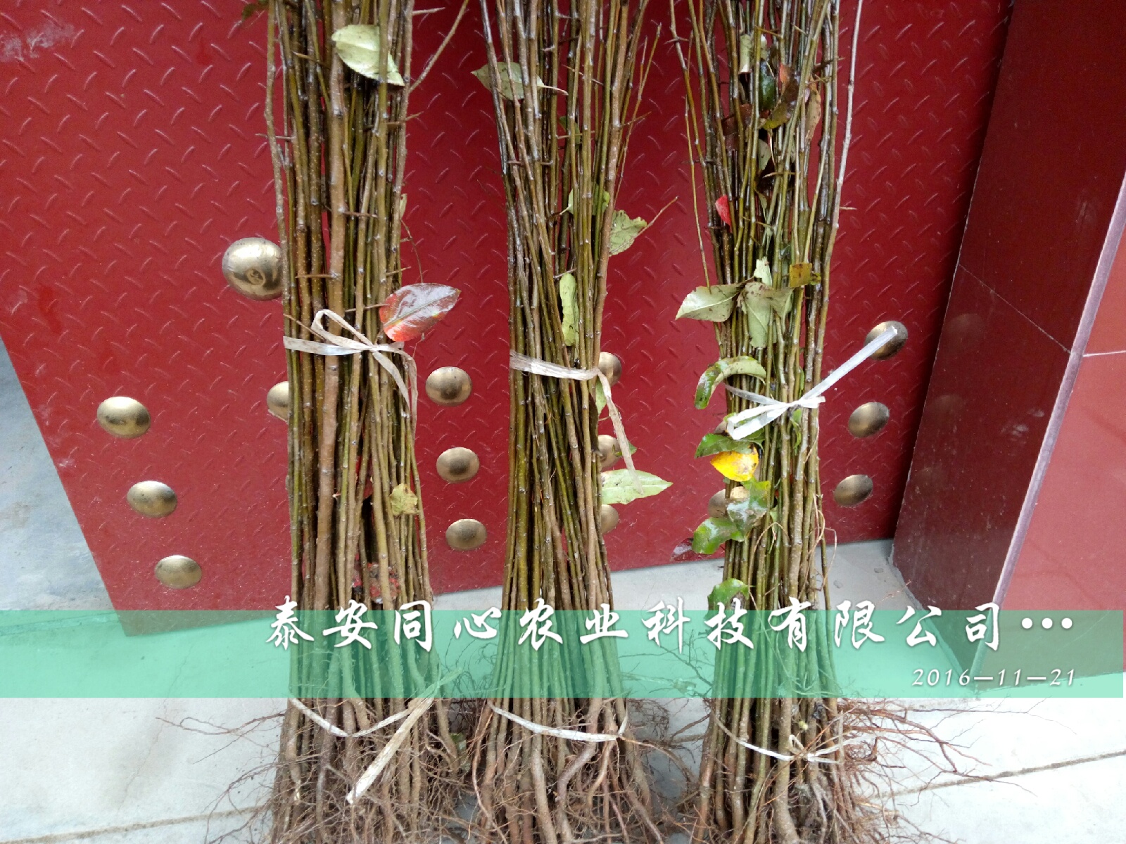 2年結(jié)果果早熟晚熟梨樹品種量大質(zhì)優(yōu)