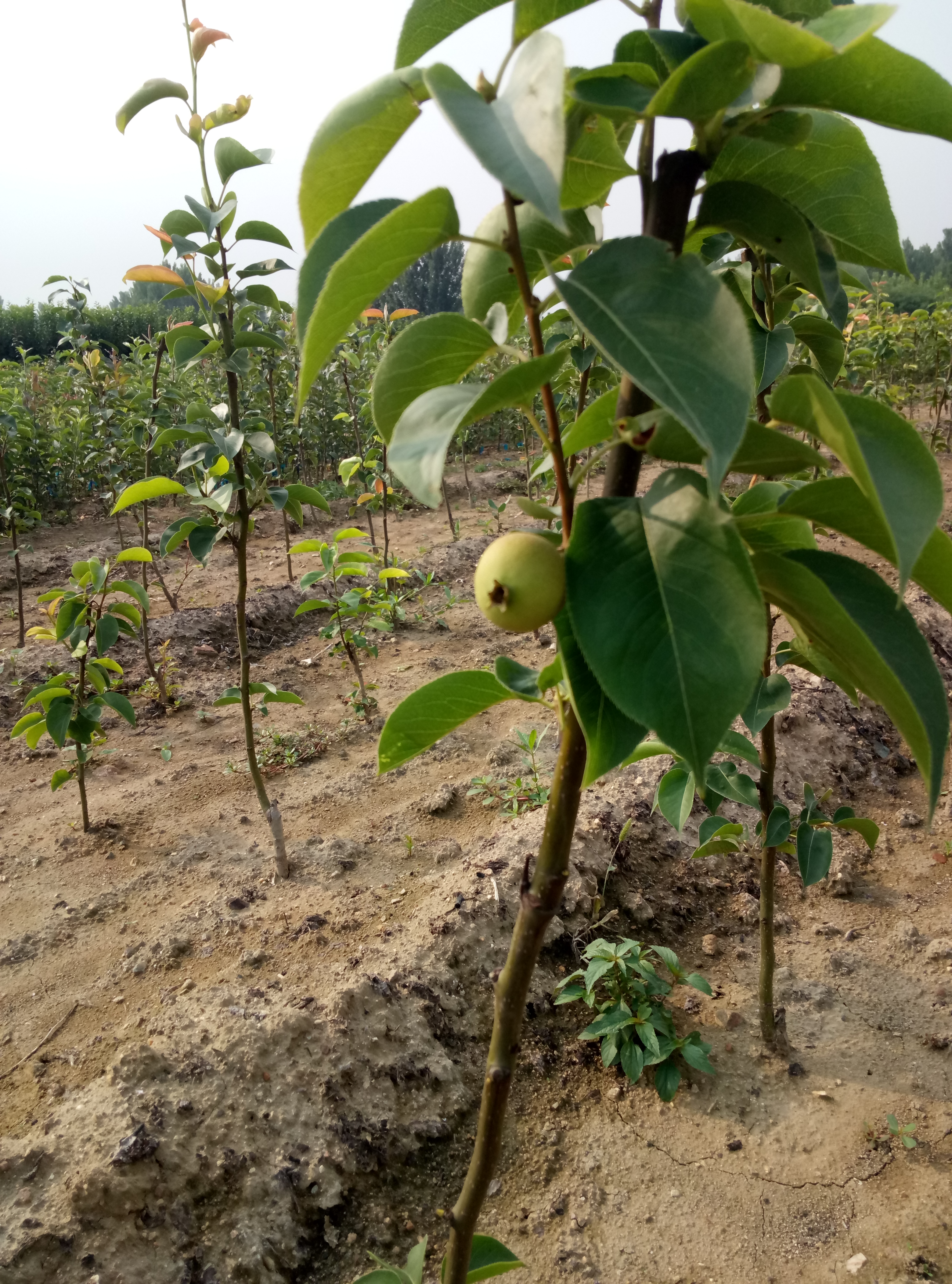 便宜的杜梨苗 种植资料