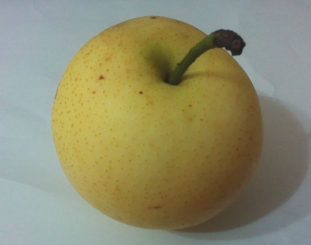 嫁接早酥紅梨3年苗包結(jié)果