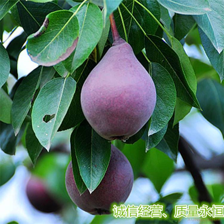 抗病蟲害梨樹苗包結(jié)果