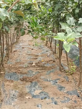梨樹實(shí)生苗原生苗種植資料