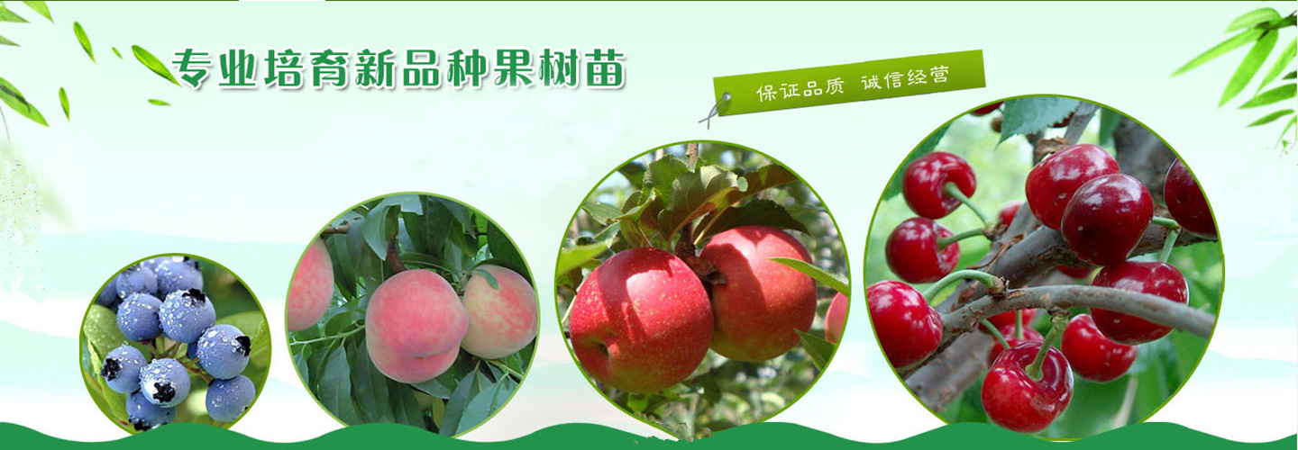 綠寶石梨易成活包結(jié)果