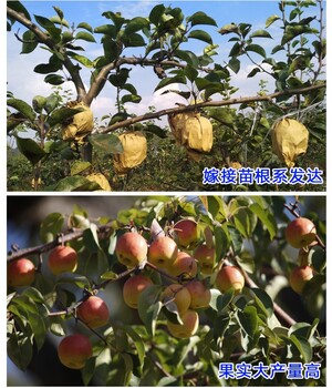 2年結果果早熟晚熟梨樹品種種植資料