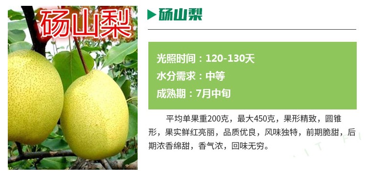 批發(fā)2-5公分紅考密斯梨樹苗批發(fā)價(jià)格