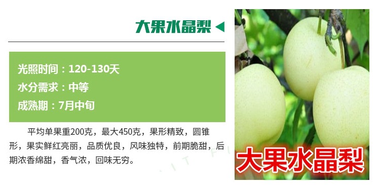 抗病蟲害梨樹苗包結(jié)果