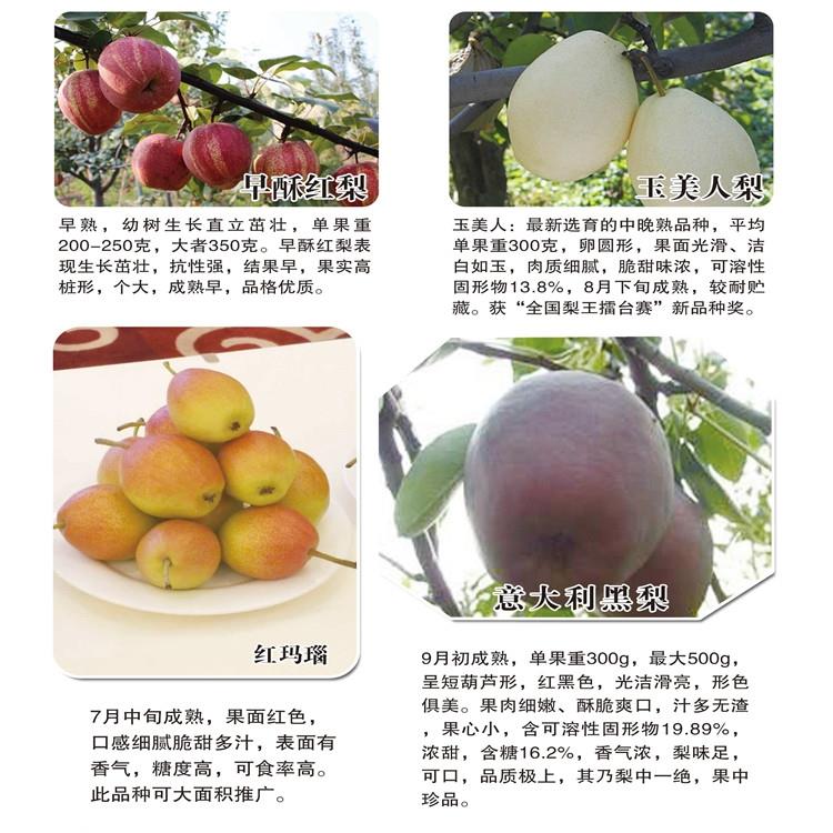 梨砧木苗值得信賴