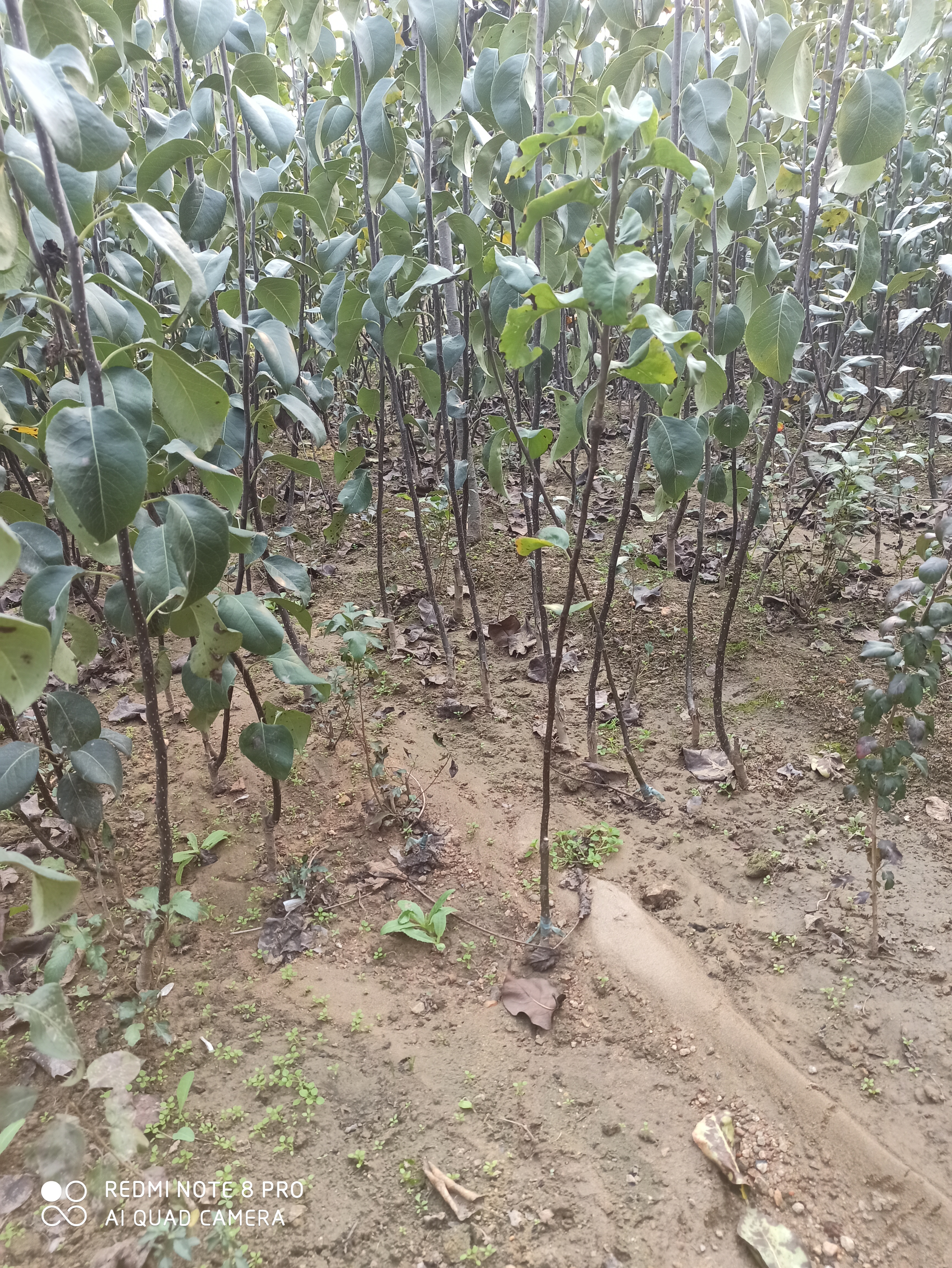 梨砧木苗保濕郵寄