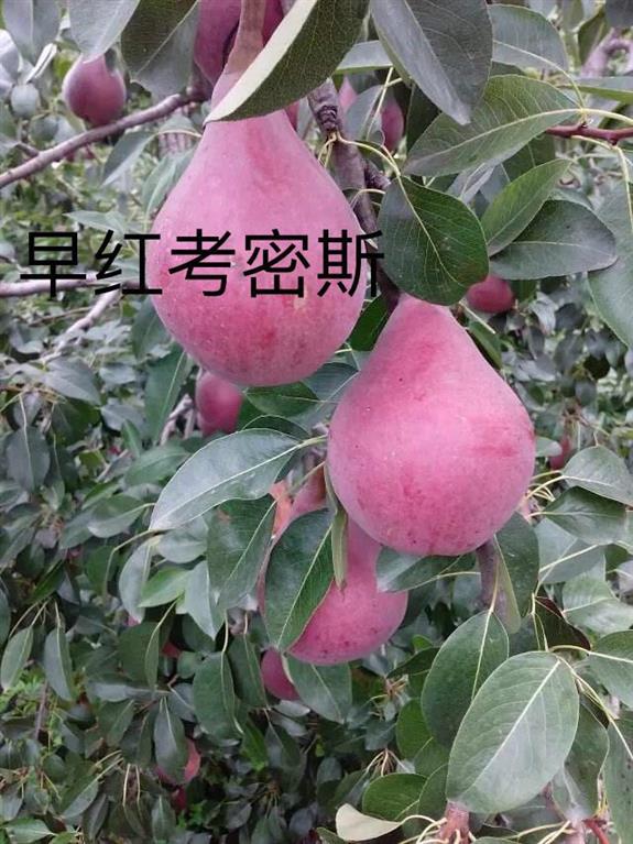 0.8、1公分1.5公分梨樹苗品種純