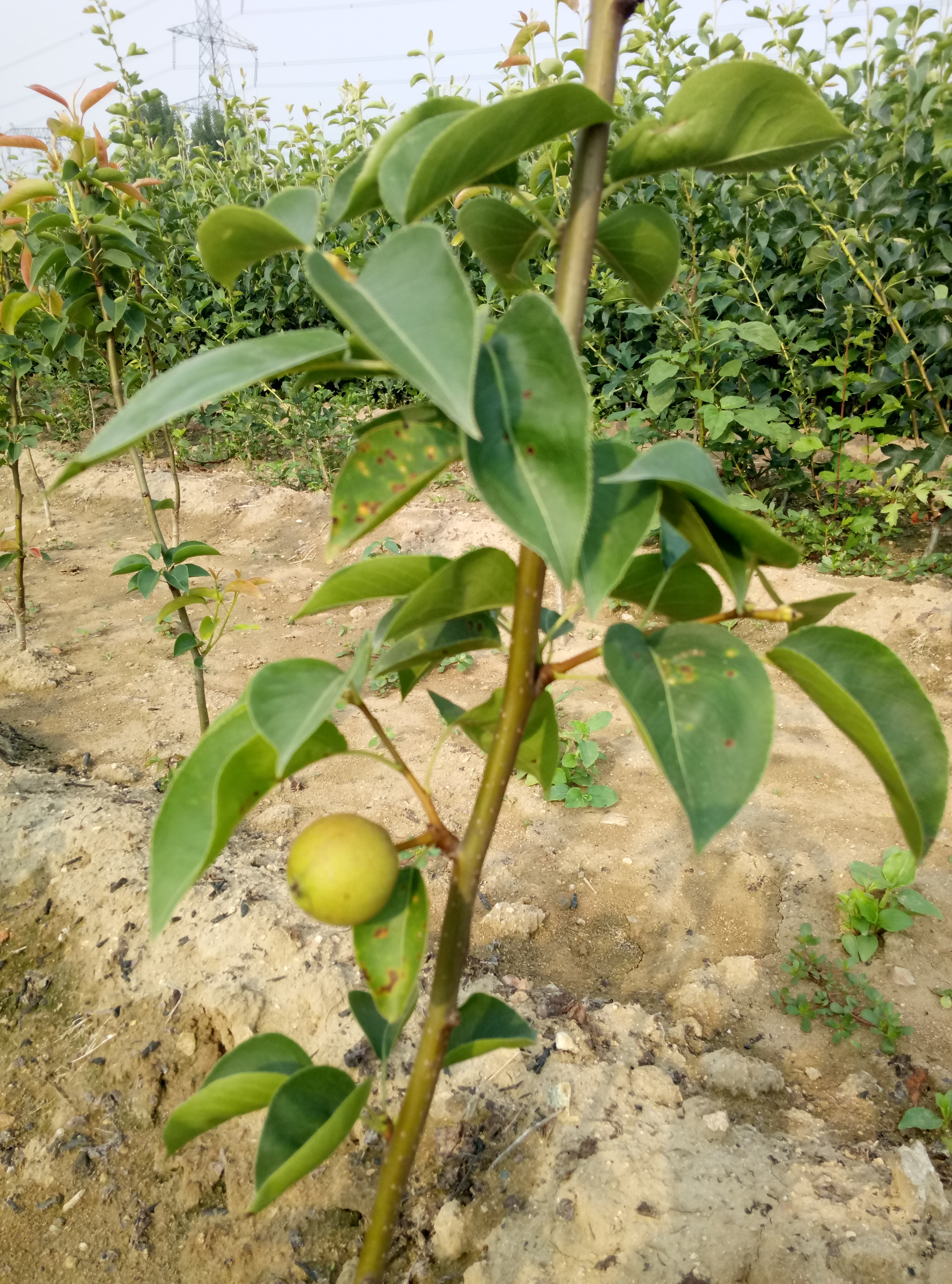 基地梨樹原生苗產(chǎn)量高