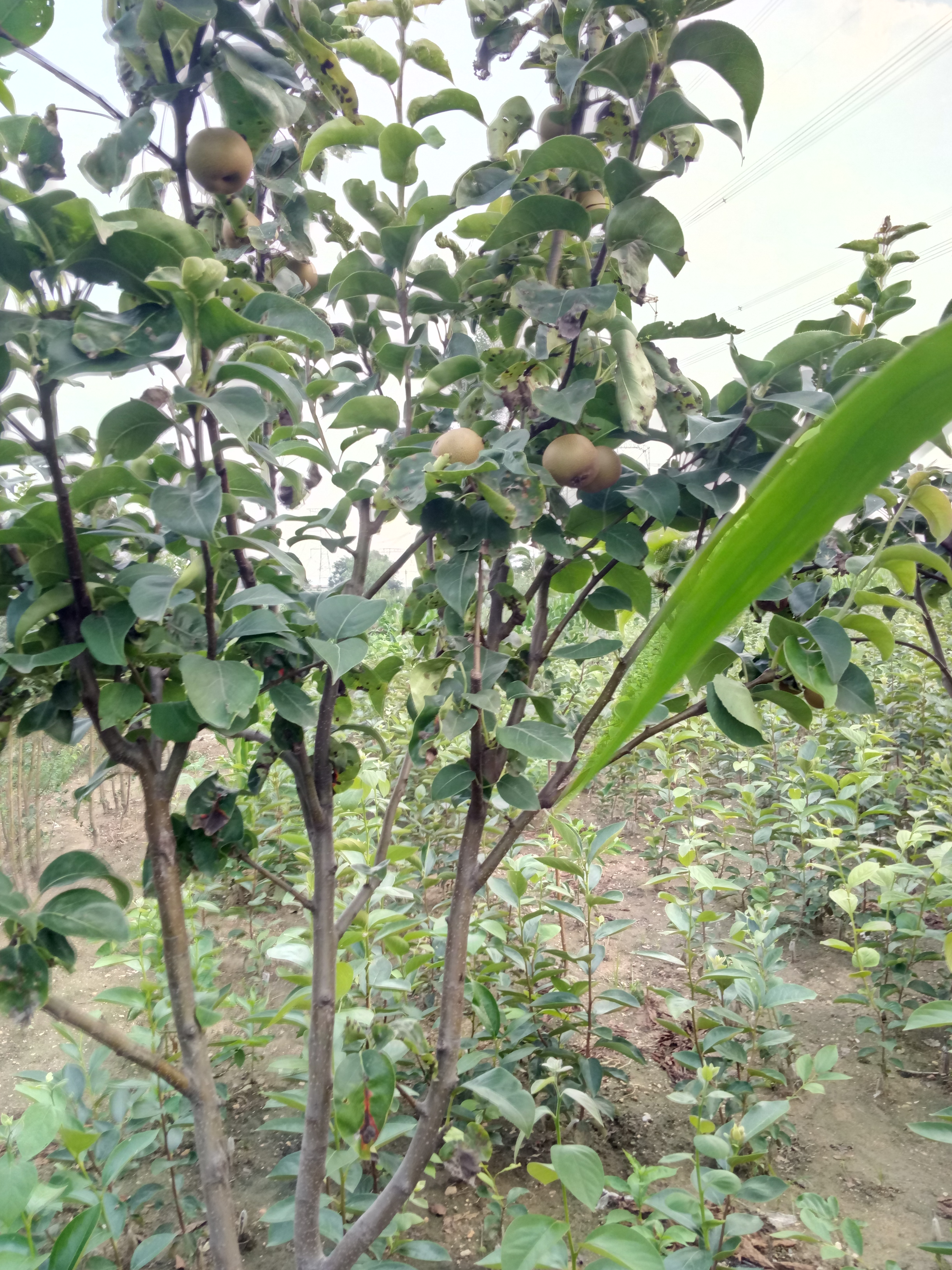 适应性强红香酥梨苗种植技术