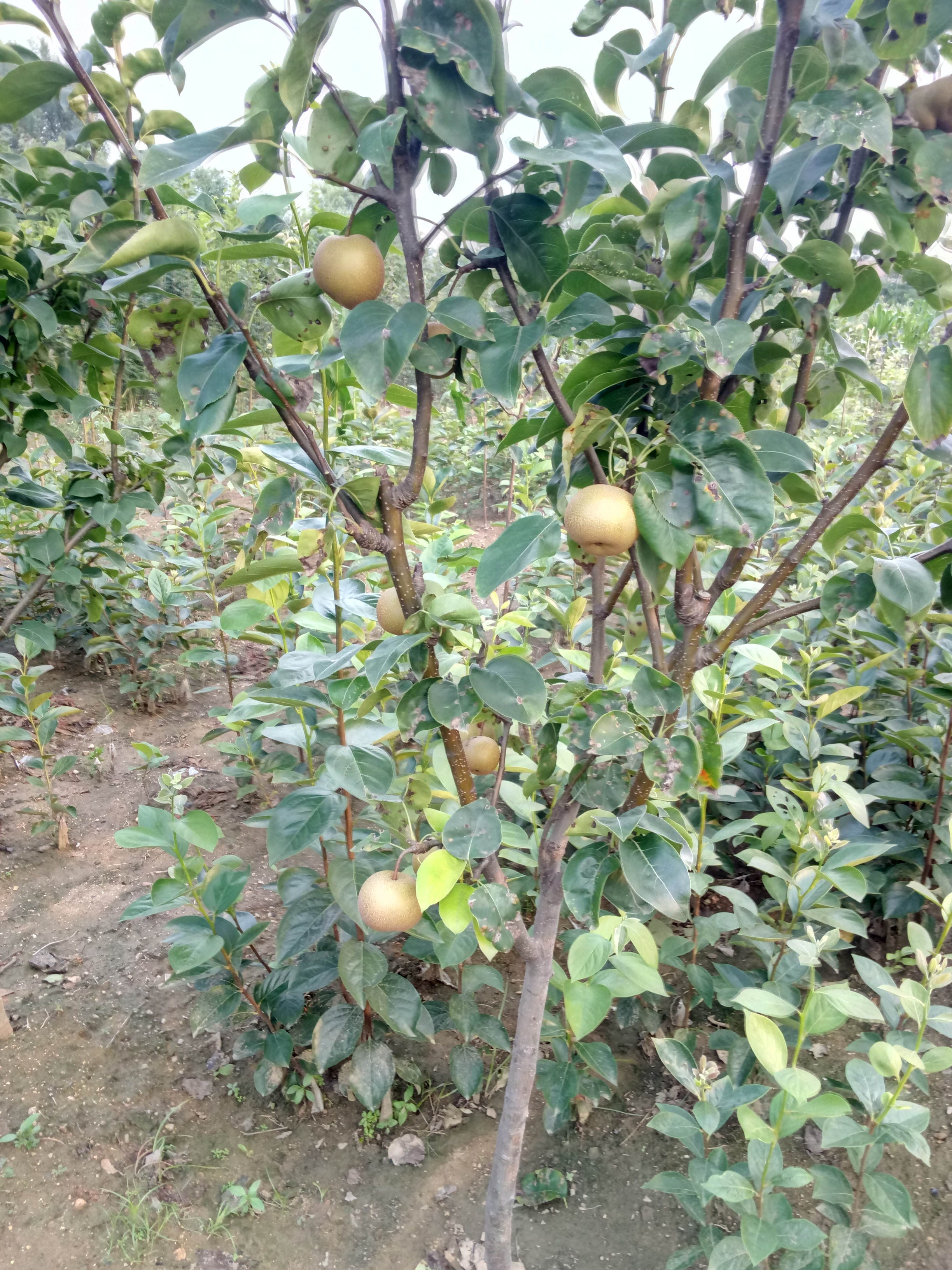 便宜的杜梨苗 种植资料