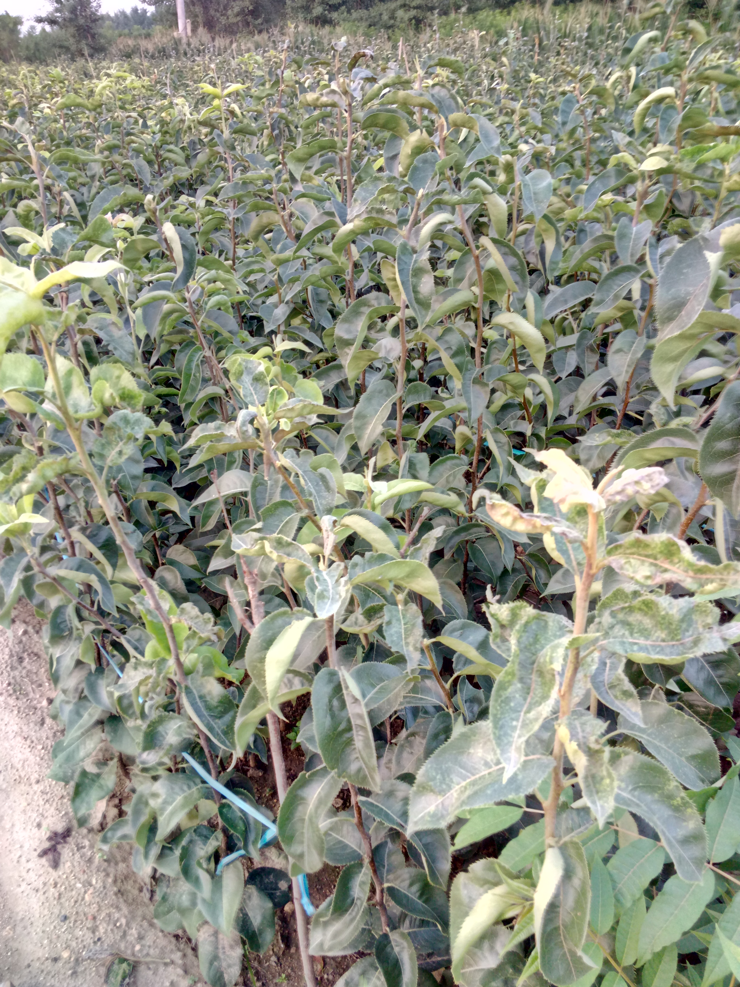 生態(tài)園采摘紅梨樹苗苗質(zhì)好