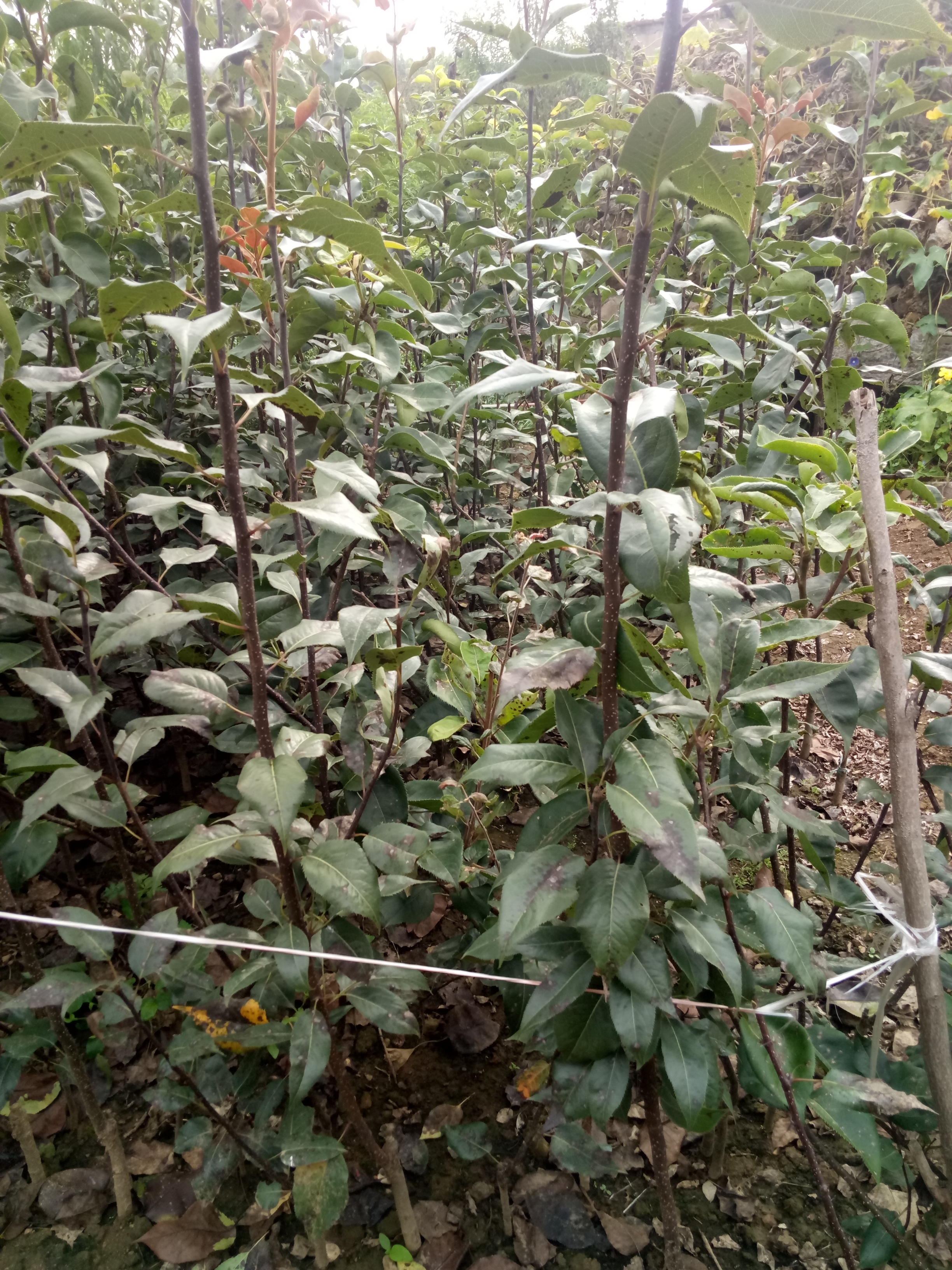 梨砧木苗成活率高