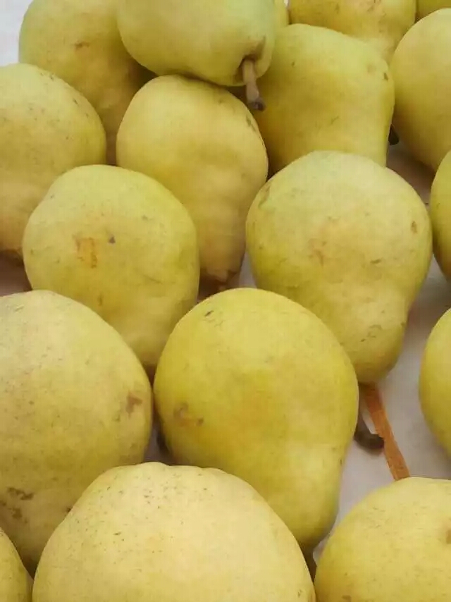綠寶石梨易成活包結(jié)果