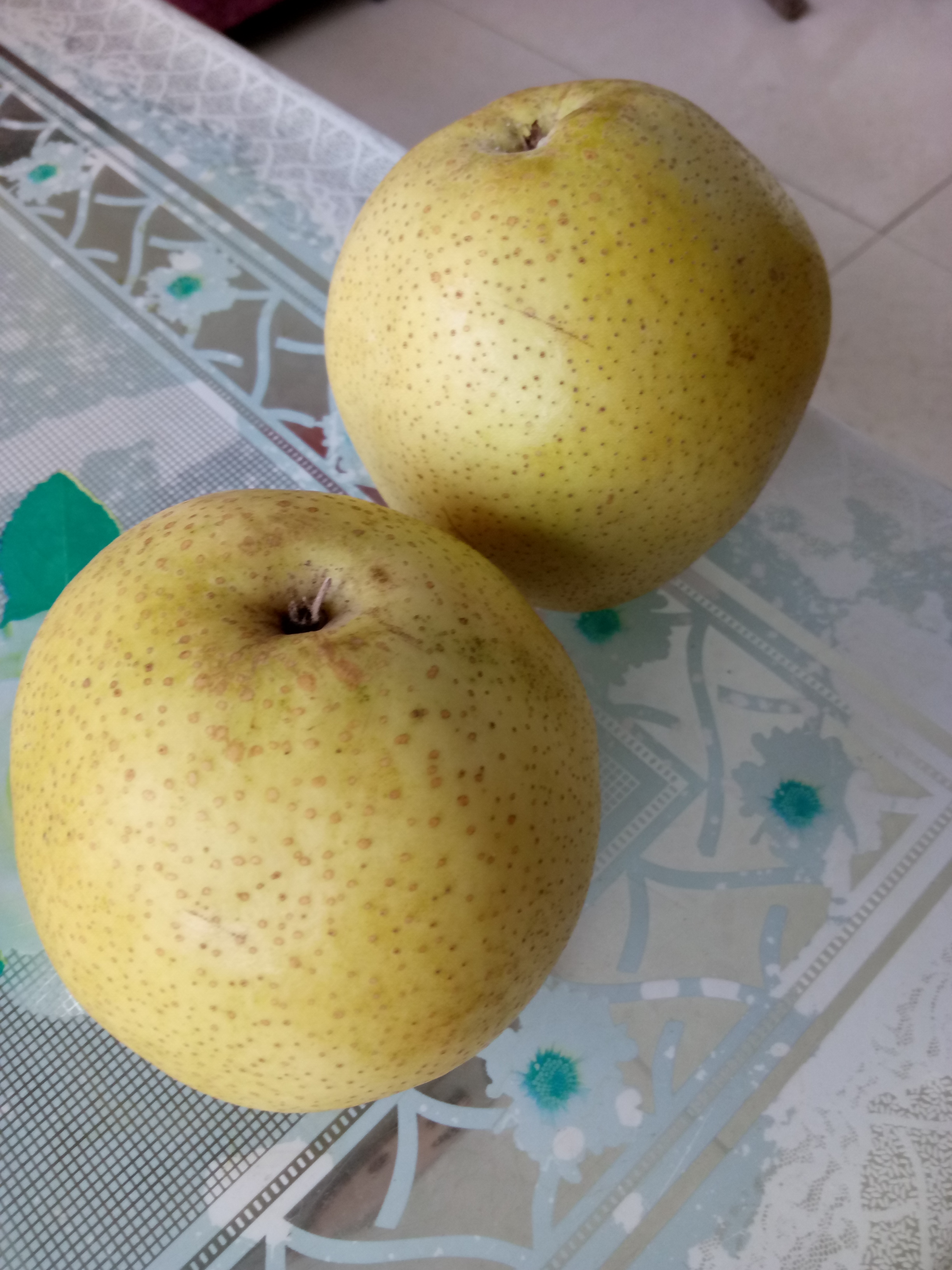 梨砧木苗值得信賴