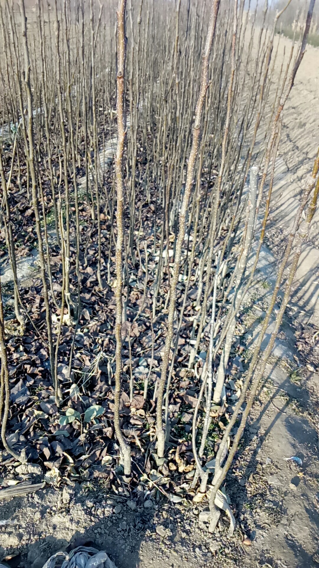 梨樹實生苗原生苗種植技術(shù)