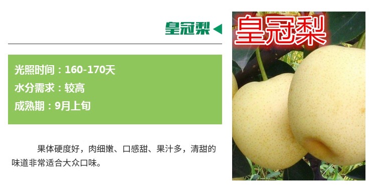 0.8、1公分1.5公分梨樹(shù)苗值得信賴
