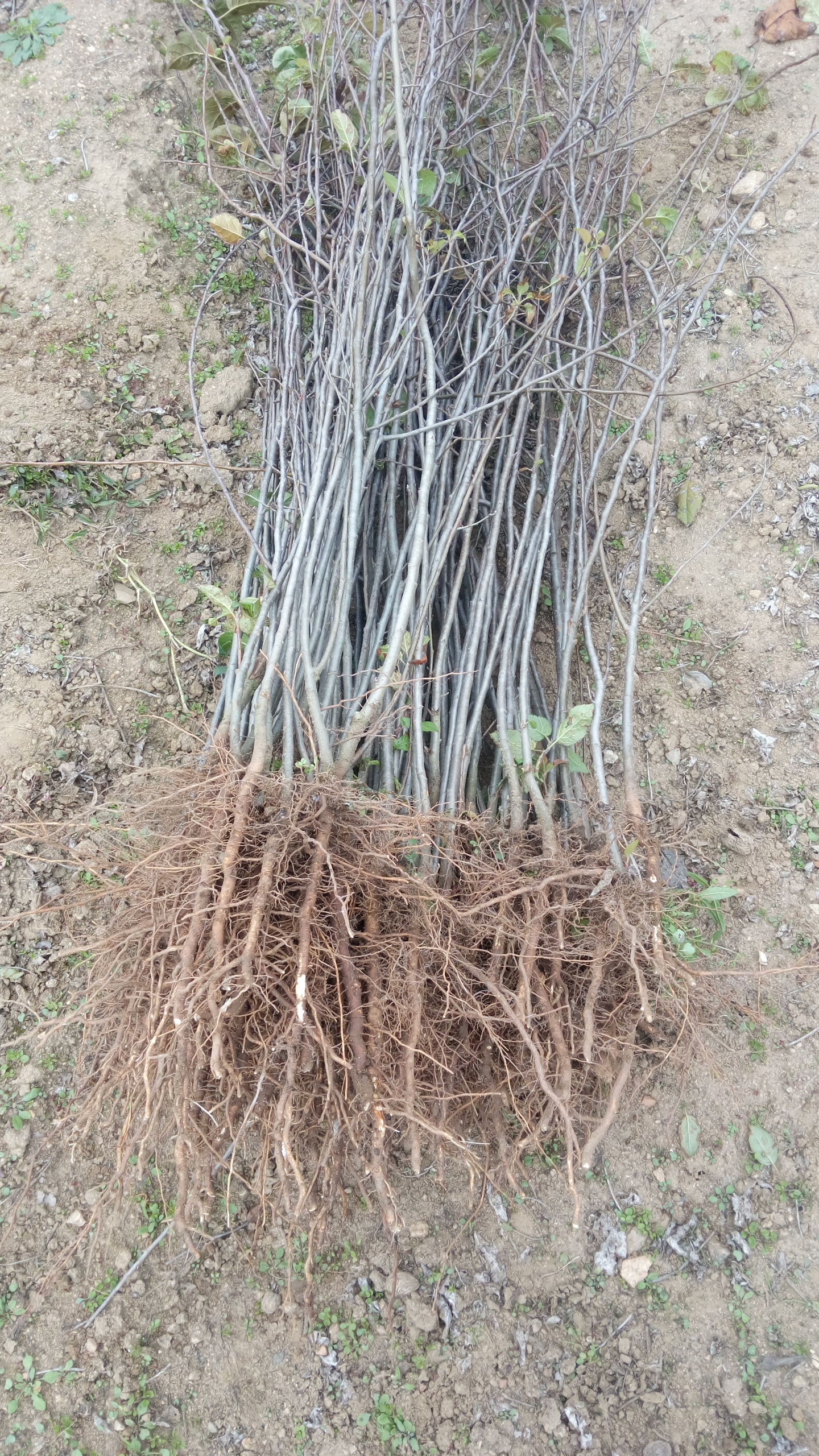 種植要點1公分蘋果苗種植資料