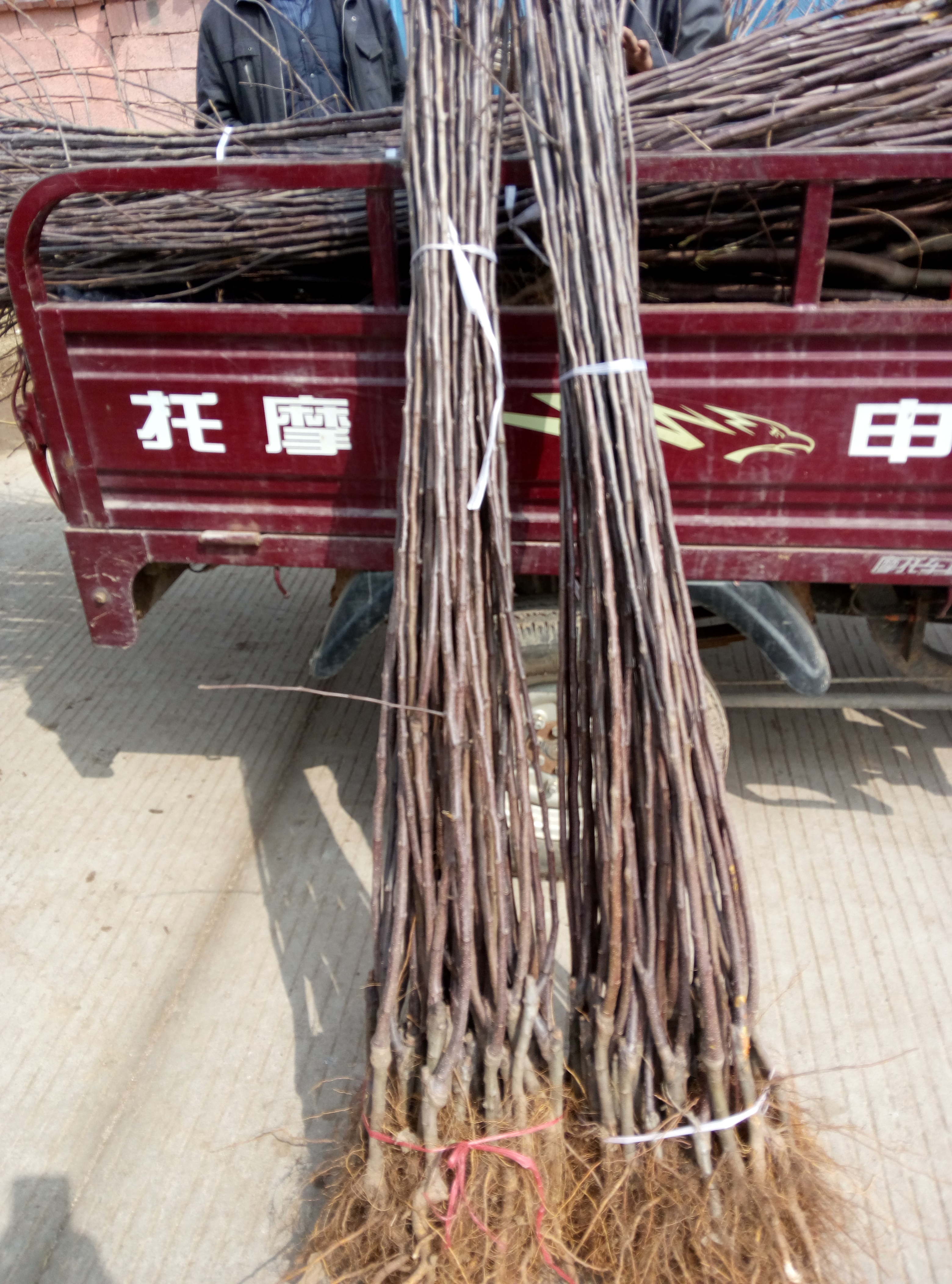 种植要点新红星苹果树基地保湿邮寄