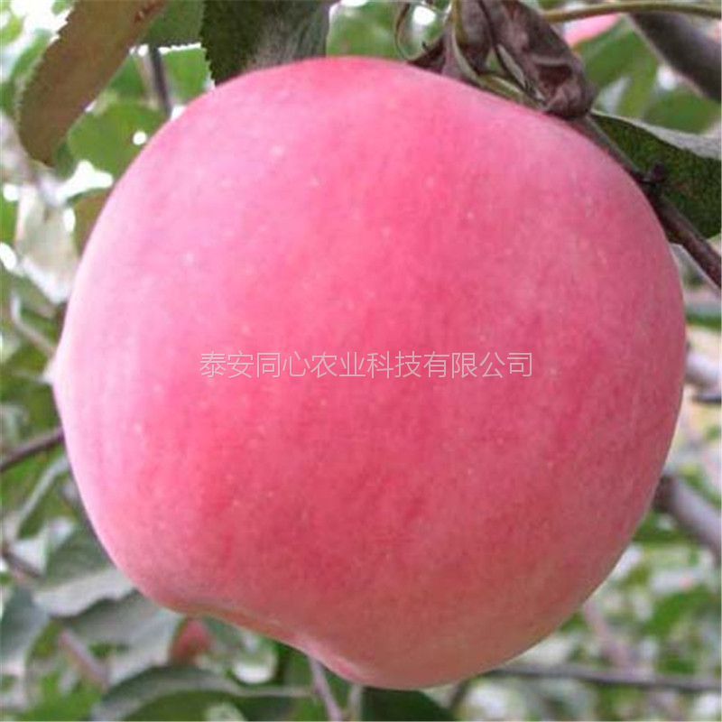 管理方法維納斯黃金蘋果樹苗產(chǎn)量高
