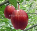 品种纯红宝石甜苹果苗行情价格