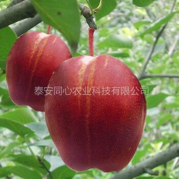 品種純紅寶石甜蘋果苗行情價格