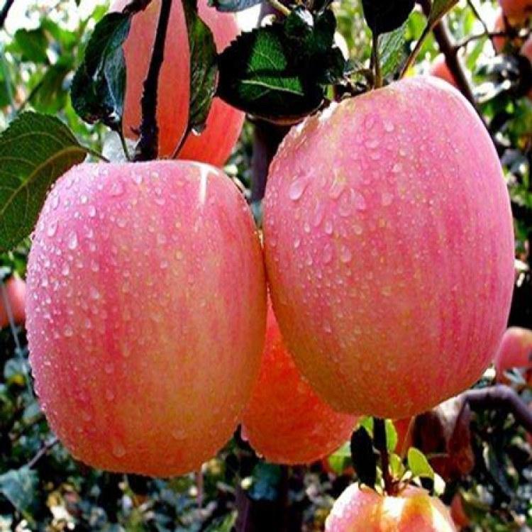 品種純矮化紅富士蘋果樹種植基地包結(jié)果
