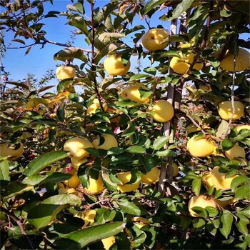 種植要點(diǎn)新紅星蘋(píng)果樹(shù)基地保濕郵寄