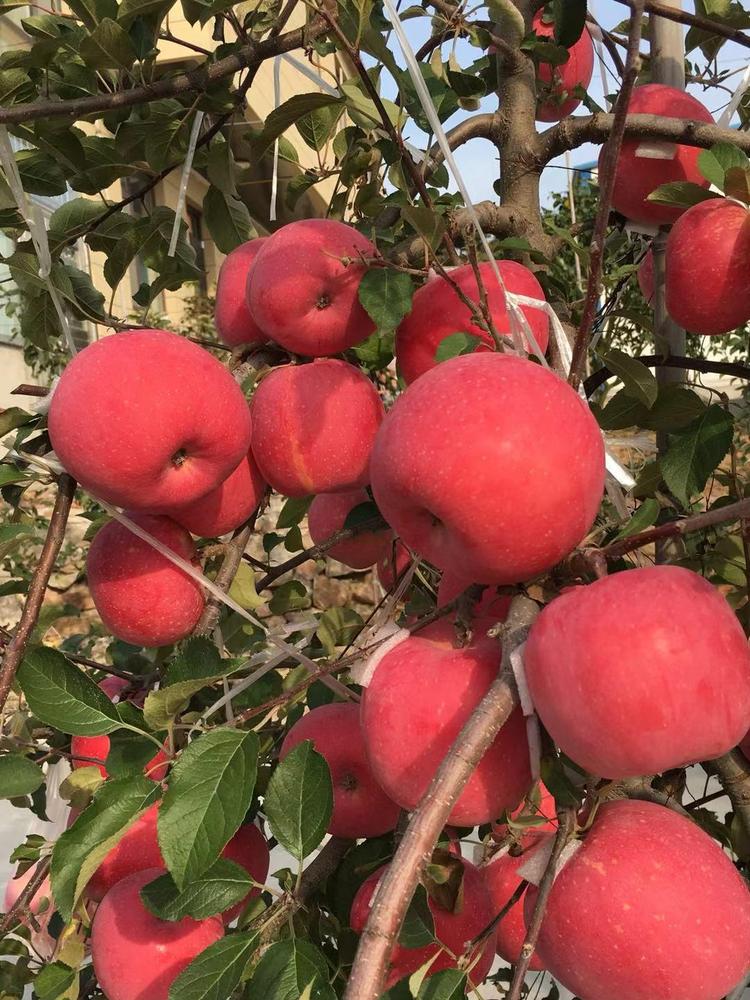 種植要點(diǎn)雞心果蘋果樹(shù)苗行情價(jià)格