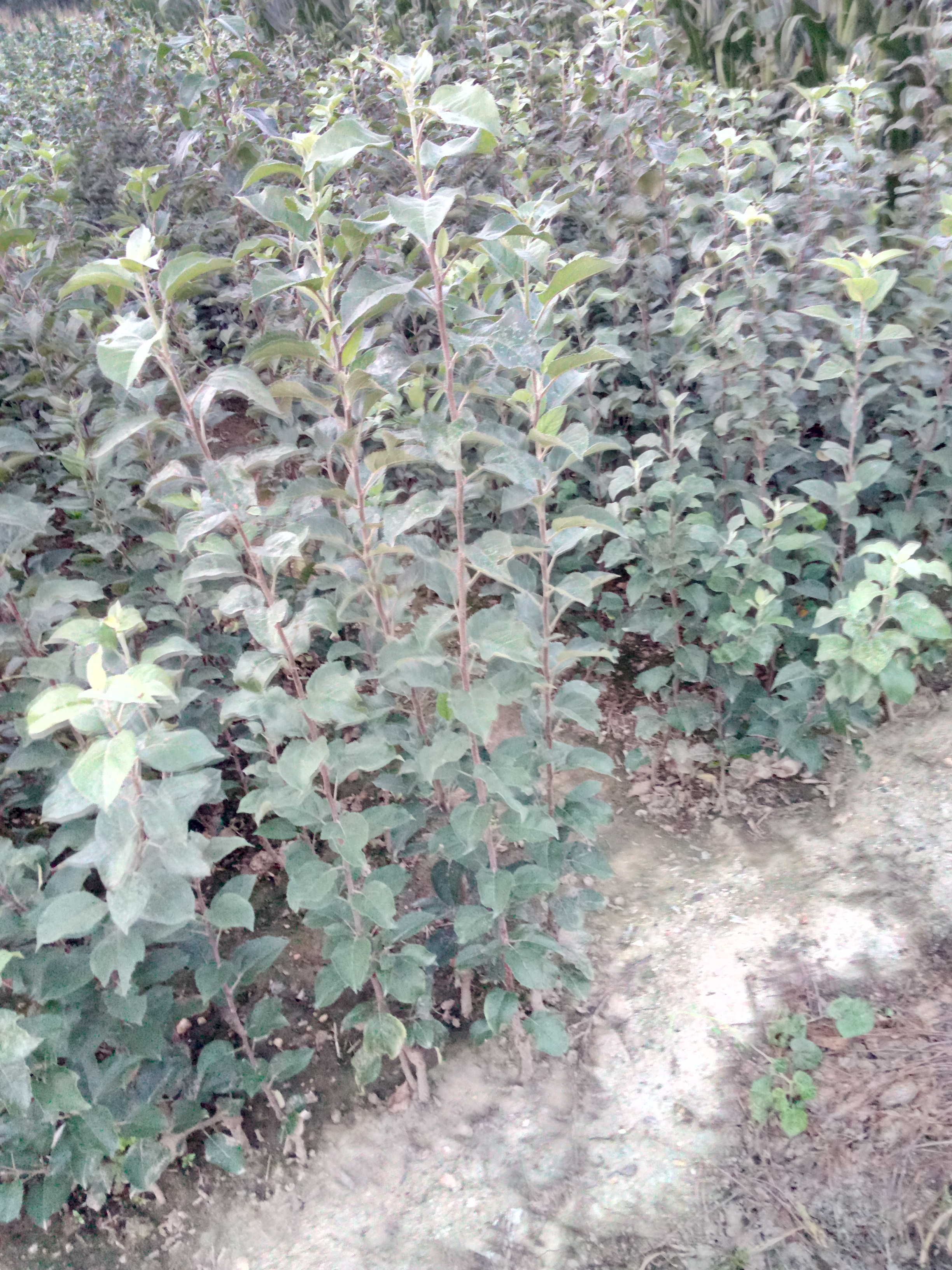 種植技術(shù)晚熟蘋果樹苗包結(jié)果