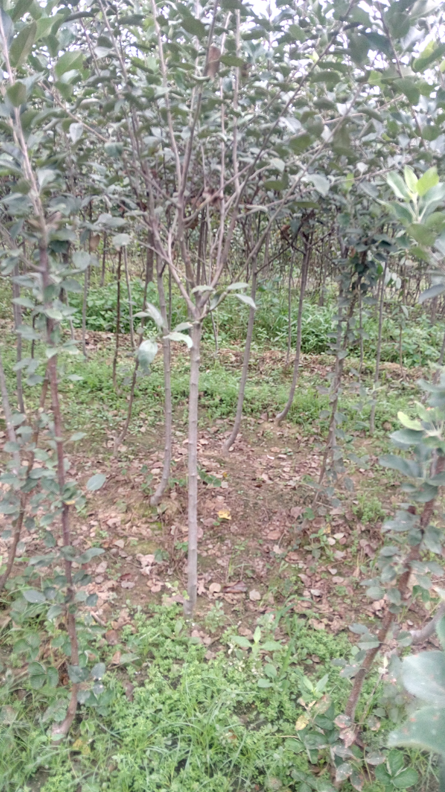 管理方法魯麗蘋果苗保濕郵寄