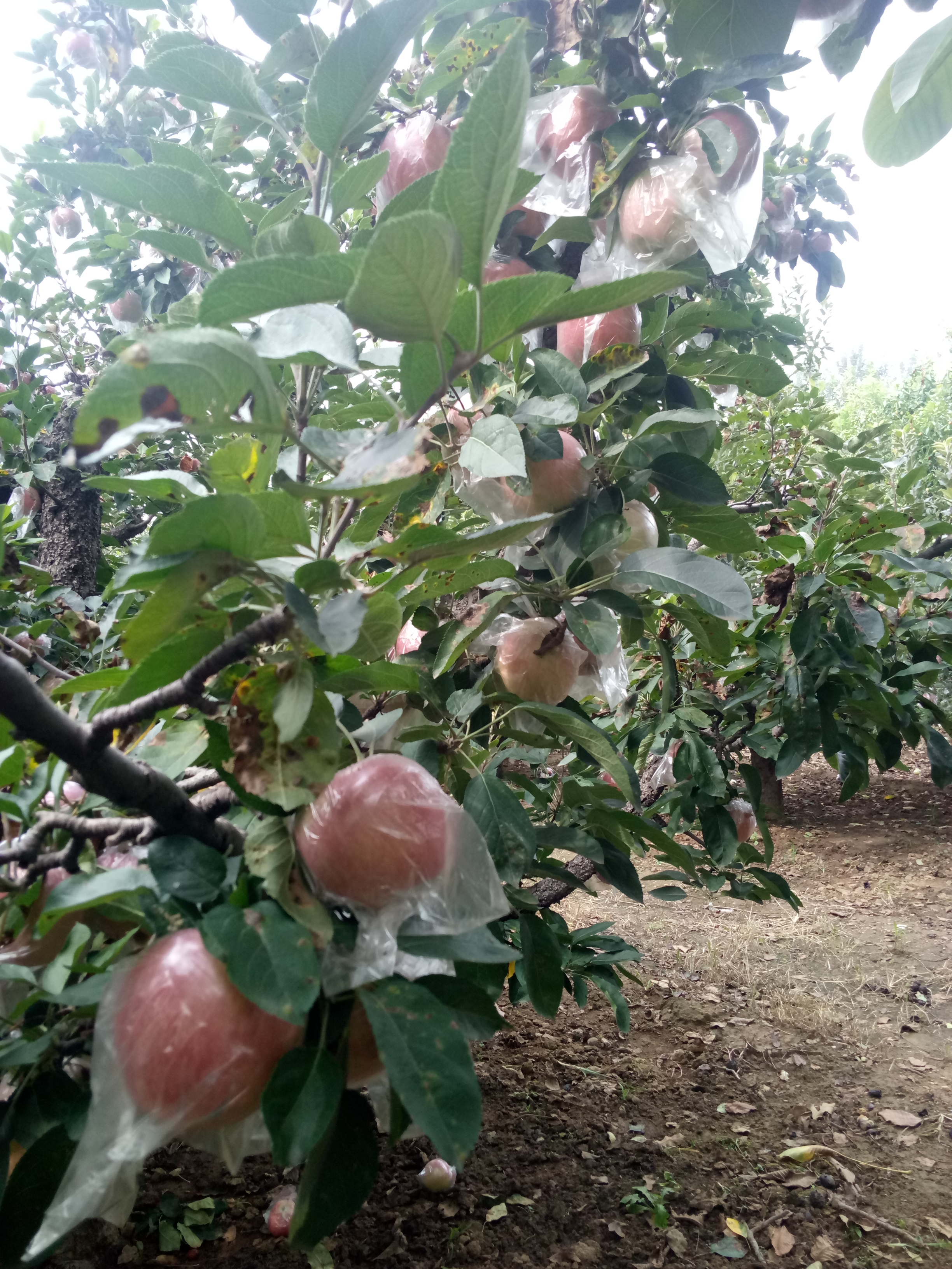 量大质优响富全红苹果树苗产量高