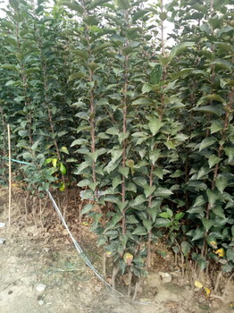 種植技術(shù)秦脆蘋果苗值得信賴