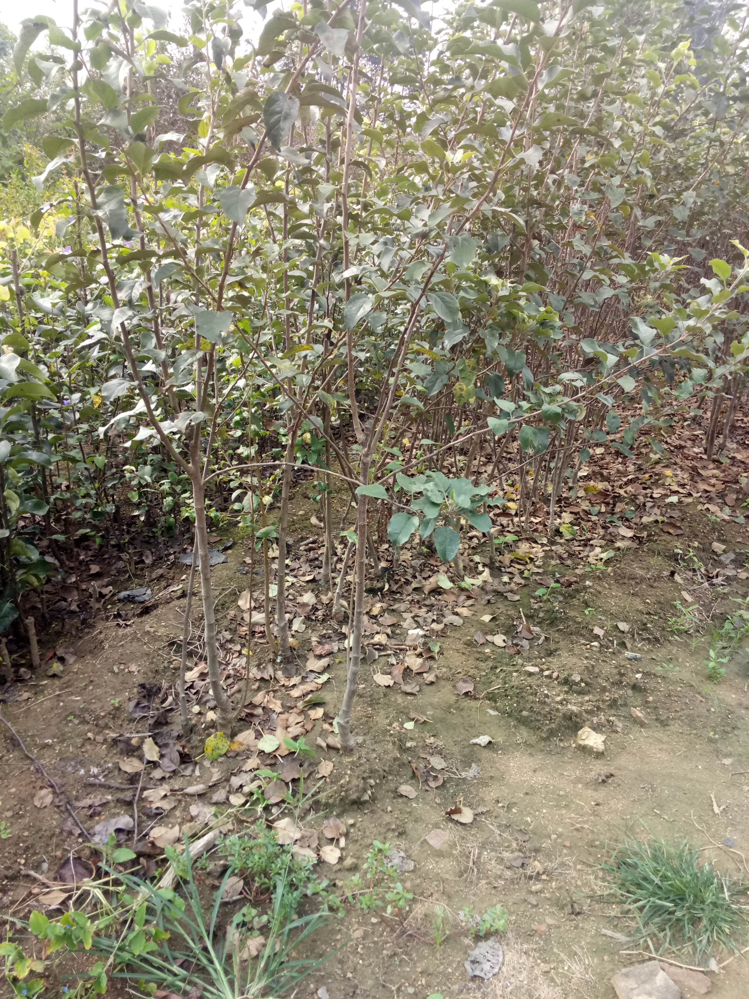注意事項(xiàng)紅富士蘋果樹嫁接技術(shù)產(chǎn)量高