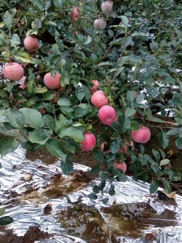 注意事項(xiàng)響富全紅蘋果樹苗品種
