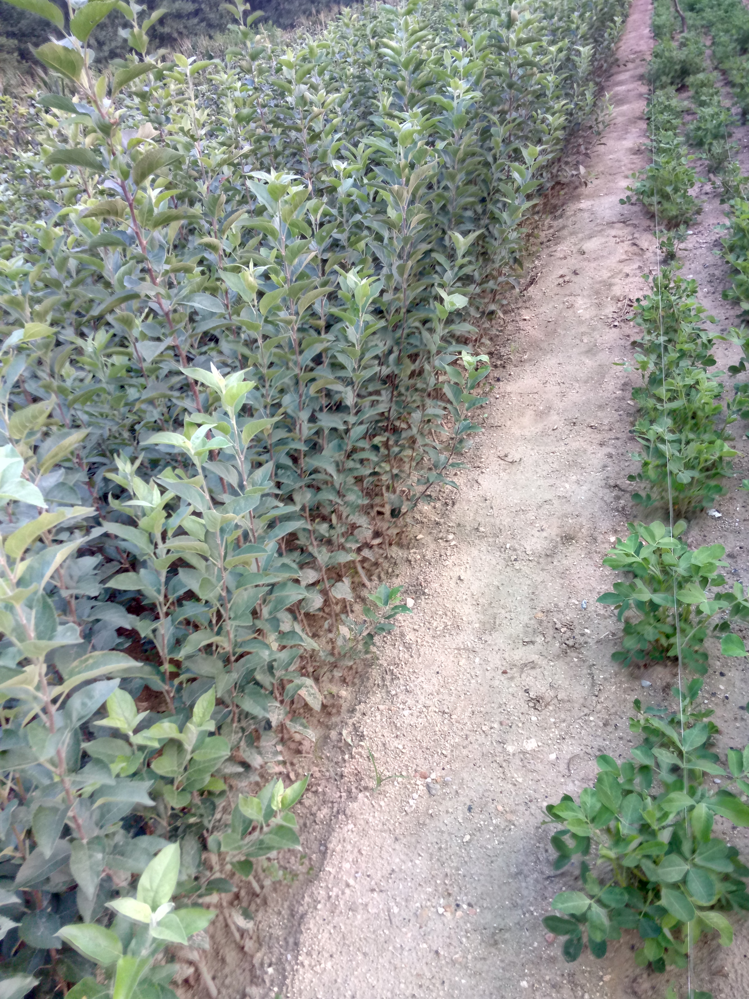 苗質(zhì)好雞心果蘋果樹苗種植資料