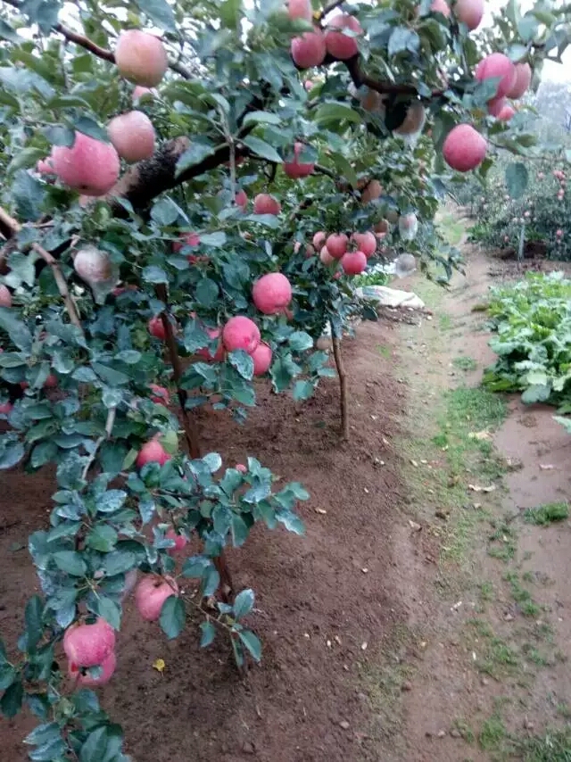 品種純矮化紅富士蘋果樹種植基地包結(jié)果
